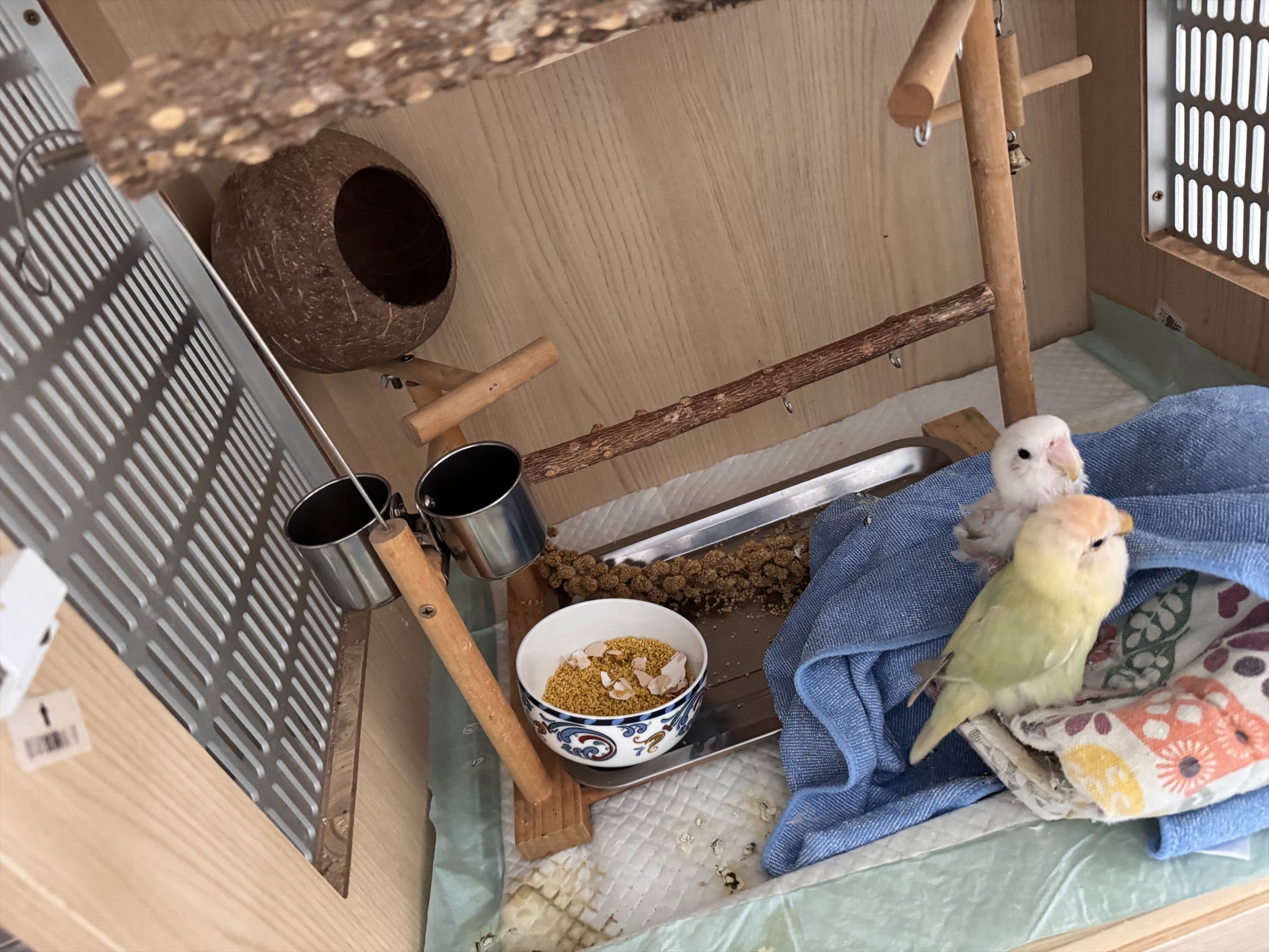 鸟笼内的栖架、食盆与几只小鸟