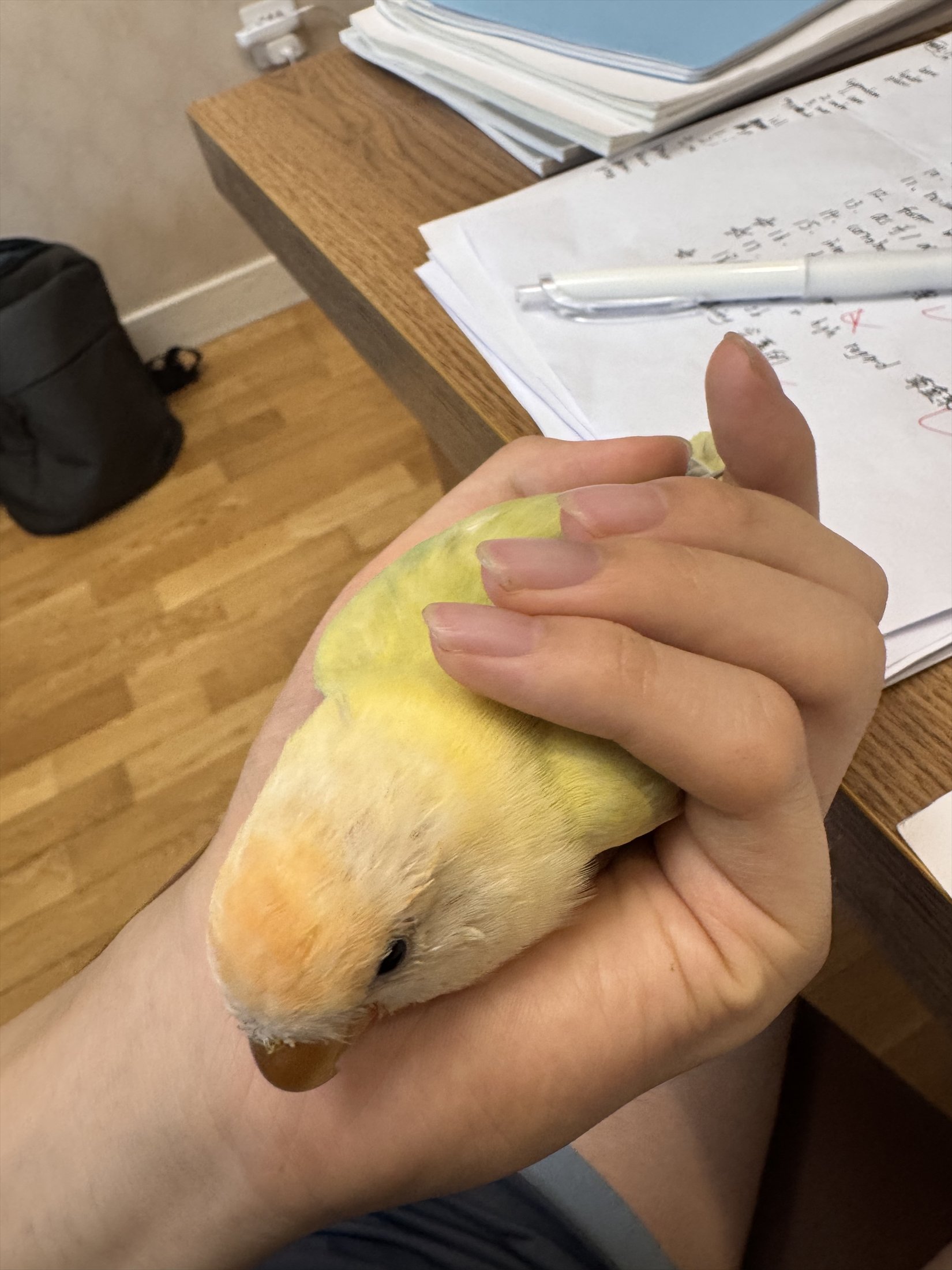 书桌旁被双手托住的黄绿色小鸟