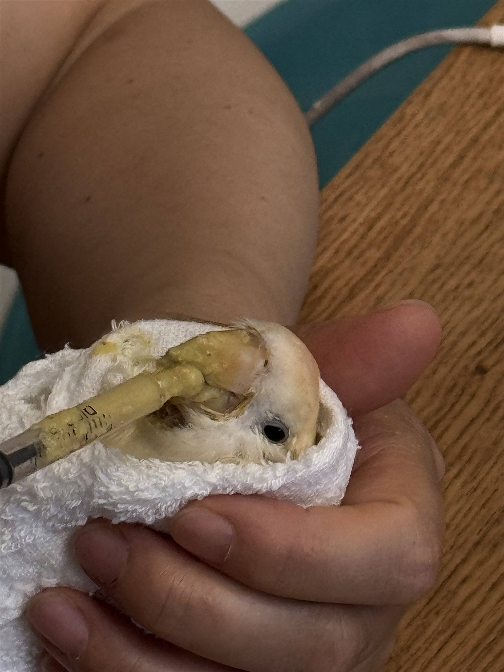 被毛巾包裹着进行近距离记录的小鸟