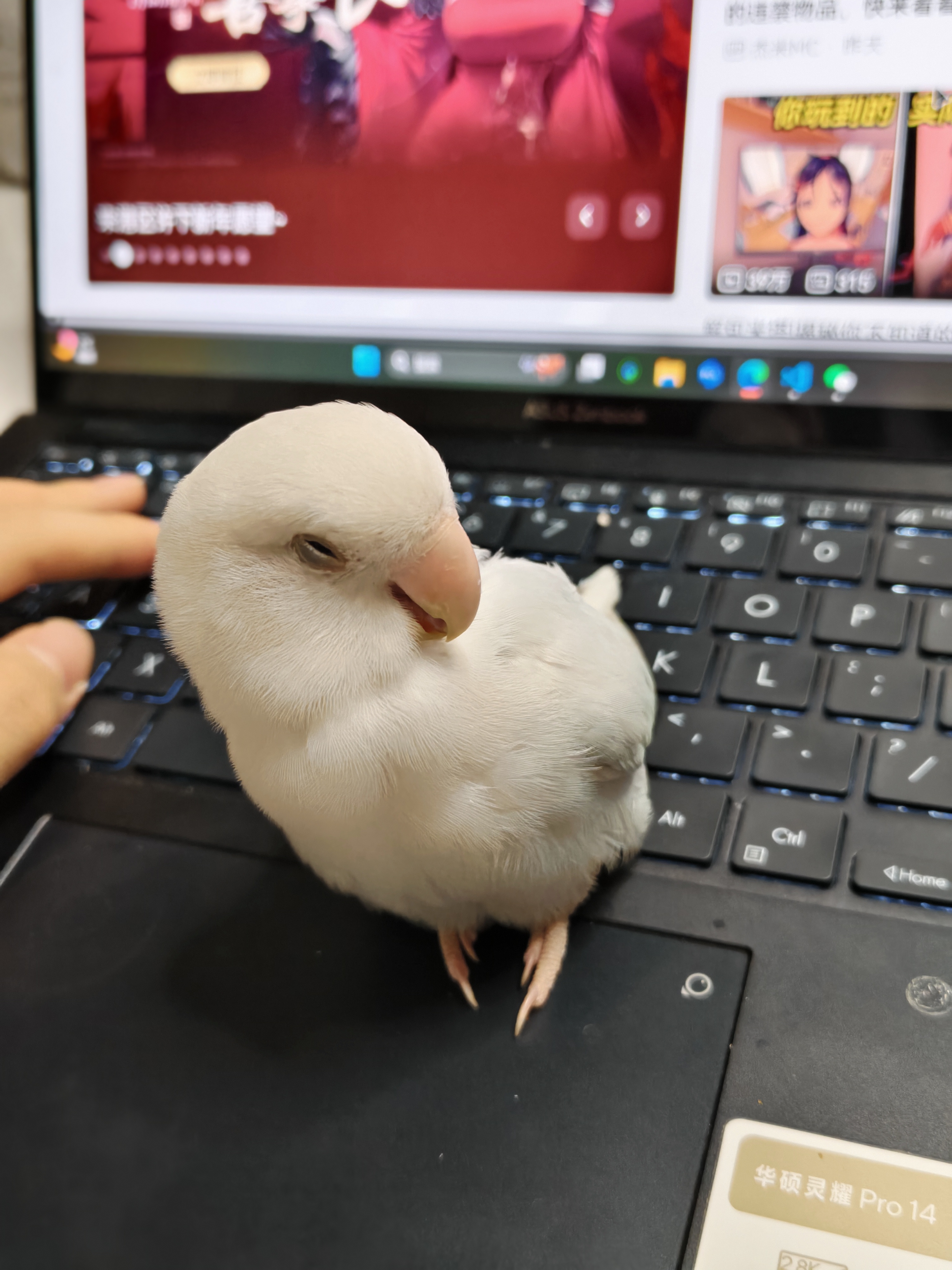 笔记本电脑键盘上休息的白色小鸟
